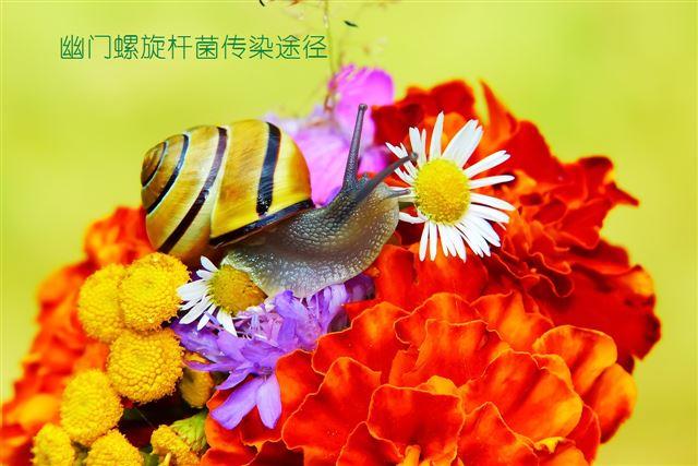 幽門(mén)螺旋桿菌傳染途徑