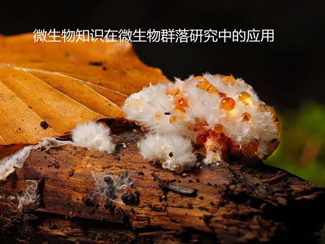 微生物知識(shí)在微生物群落研究中的應(yīng)用